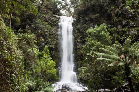 Private Great Ocean Road - The Ultimate Aussie Adventure - Accommodation Nelson Bay 7