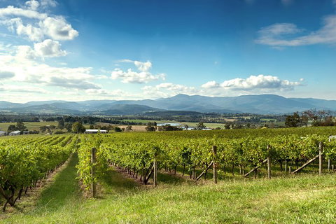 Yarra Valley Icons Guns Tour From Melbourne Including Lunch And Local Guide - Accommodation Nelson Bay 1