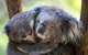 Yarra Valley Private Tour Including Healesville Sanctuary And Wineries - thumb 1