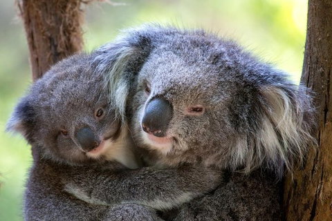 Yarra Valley Private Tour Including Healesville Sanctuary And Wineries - Accommodation Nelson Bay 1