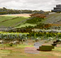 Montalto Vineyard Mornington Peninsula Discovery Wine Tasting and Lunch - Accommodation Nelson Bay