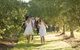 Yarra Valley Wine Tour With Local Harvest Tastings From Melbourne - thumb 8