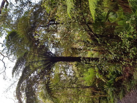 Yarra Valley Wineries And Puffing Billy Steam Train Tour From Melbourne - Accommodation Nelson Bay 7