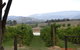 Yarra Valley Wineries And Puffing Billy Steam Train Tour From Melbourne - thumb 25