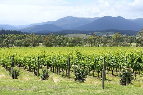 Yarra Valley Wine & Food Day Tour From Melbourne With Lunch At Yering Station - Accommodation Nelson Bay 11