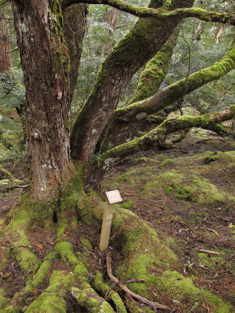 Cradle Mountain National Park Day Tour From Launceston - Accommodation Nelson Bay 16