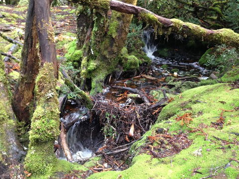 Cradle Mountain National Park Day Tour From Launceston - Accommodation Nelson Bay 7
