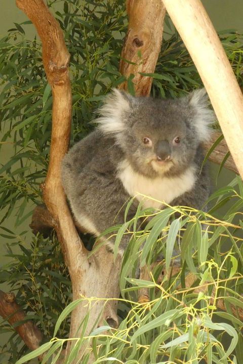Cruise Ship Special Ex Hobart: Mt Wellington, Richmond, Bonorong With Free WiFi - Accommodation Nelson Bay 5