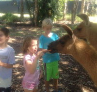 Unguided Family Llama Walk - Accommodation Nelson Bay