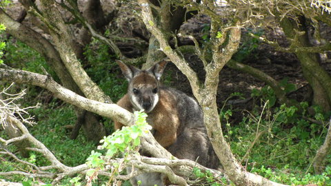 Kangaroo Island In A Day Tour From Adelaide - Accommodation Nelson Bay 23