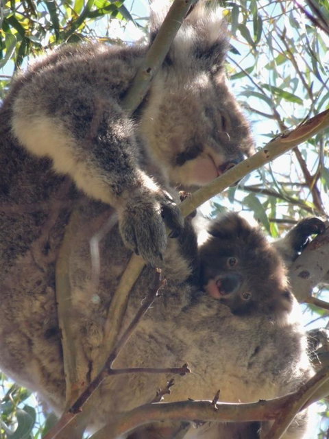 Kangaroo Island In A Day Tour From Adelaide - Accommodation Nelson Bay 16