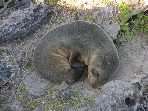 Kangaroo Island In A Day Tour From Adelaide - Accommodation Nelson Bay 12