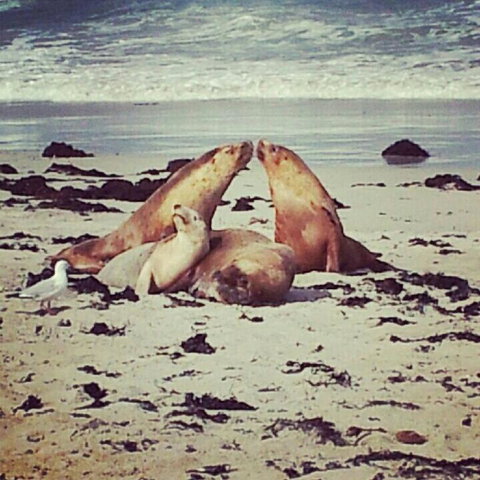 Kangaroo Island In A Day Tour From Adelaide - Accommodation Nelson Bay 24