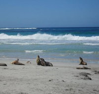 Kangaroo Island in a Day Tour from Adelaide