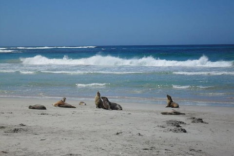 Kangaroo Island In A Day Tour From Adelaide - Accommodation Nelson Bay 0