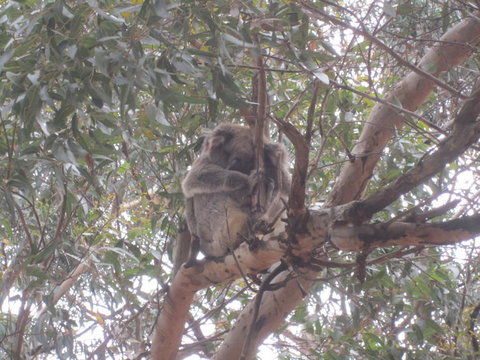Kangaroo Island In A Day Tour From Adelaide - Accommodation Nelson Bay 22