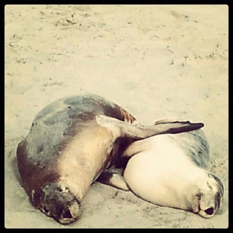 Kangaroo Island In A Day Tour From Adelaide - Accommodation Nelson Bay 25