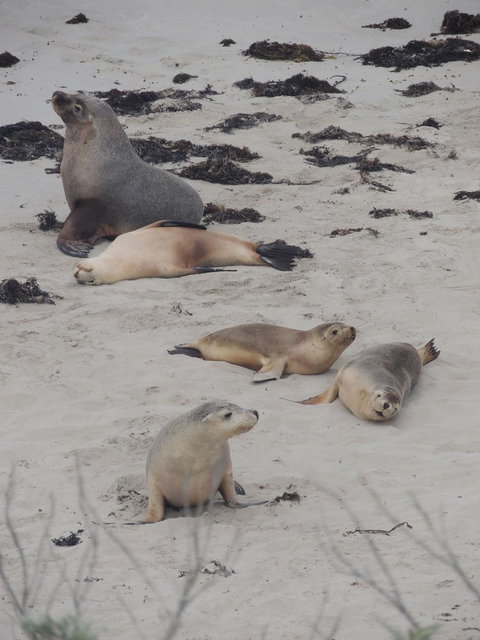 Kangaroo Island In A Day Tour From Adelaide - Accommodation Nelson Bay 15