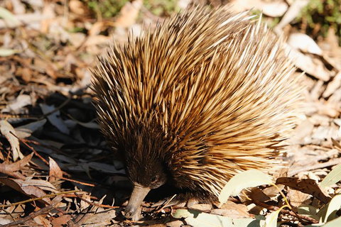 Kangaroo Island In A Day Tour From Adelaide - Accommodation Nelson Bay 29