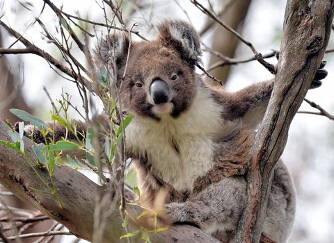 Kangaroo Island In A Day Tour From Adelaide - Accommodation Nelson Bay 27