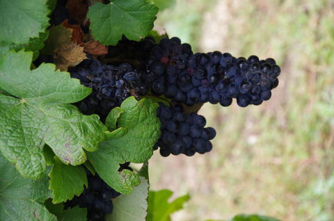 Barossa Valley Wineries Tour With Tastings And Lunch From Adelaide - Accommodation Nelson Bay 5