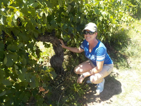 Barossa Valley Wineries Tour With Tastings And Lunch From Adelaide - Accommodation Nelson Bay 11