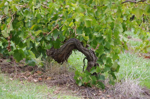 Barossa Valley Wineries Tour With Tastings And Lunch From Adelaide - Accommodation Nelson Bay 7