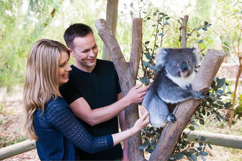 Adelaide Central Market With Cleland Wildlife Park And Mount Lofty Summit - Accommodation Nelson Bay 1