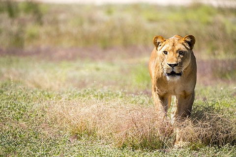 Lions At Bedtime And A Day At Monarto Safari Park - Accommodation Nelson Bay 0