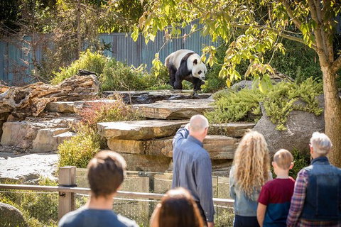 Adelaide Zoo Behind The Scenes Experience: Panda And Friends Tour - Accommodation Nelson Bay 0
