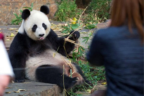 Adelaide Zoo Behind The Scenes Experience: Panda And Friends Tour - Accommodation Nelson Bay 1