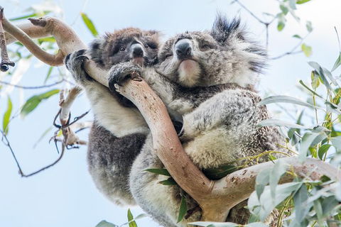 Adelaide To Melbourne 3-Day Trip Through Grampians And Great Ocean Road - Accommodation Nelson Bay 1