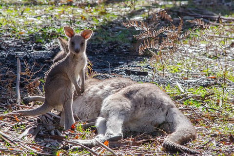 Adelaide To Melbourne 3-Day Trip Through Grampians And Great Ocean Road - Accommodation Nelson Bay 5