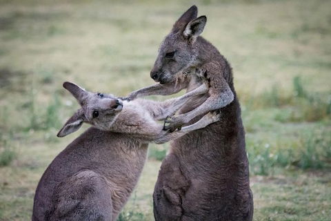 Adelaide To Melbourne 3-Day Trip Through Grampians And Great Ocean Road - Accommodation Nelson Bay 10
