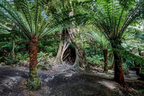 Adelaide To Melbourne 3-Day Trip Through Grampians And Great Ocean Road - Accommodation Nelson Bay 4