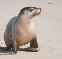 2-Day Kangaroo Island 4WD Small-Group Tour from Adelaide - Accommodation Nelson Bay