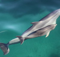 Dolphin Cruise from Adelaide with Optional Dolphin Swim - Accommodation Nelson Bay