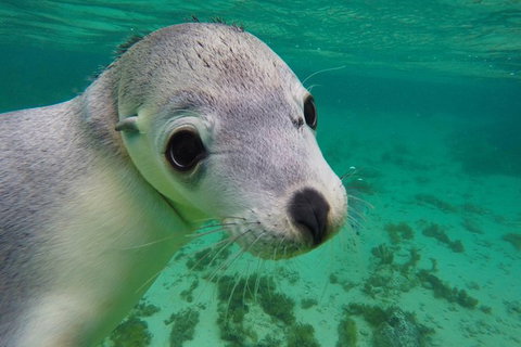 10-Day Adelaide To Perth Adventure Tour - Accommodation Nelson Bay 13