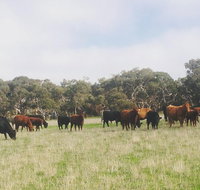 Waitpinga Farm Quad-Bike Tour - Accommodation Nelson Bay