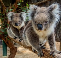 Cleland Wildlife Park Tour from Adelaide including Mount Lofty Summit - Accommodation Nelson Bay