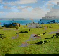 Fleurieu Explorer - Full-Day Tour - Accommodation Nelson Bay