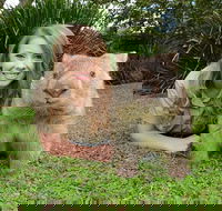 Croc Express to Australia Zoo from Brisbane - Accommodation Nelson Bay