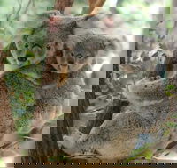 Lone Pine Koala Sanctuary Day Pass - Accommodation Nelson Bay