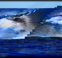 Whale Watching Cruise from Redcliffe Brisbane or the Sunshine Coast - Accommodation Nelson Bay