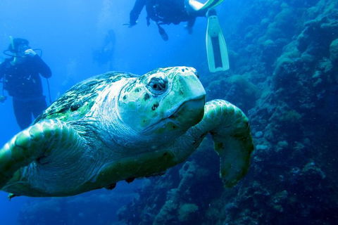 Scuba Dive The S.S. Yongala Wreck On The Great Barrier Reef. - Accommodation Nelson Bay 4
