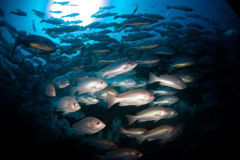 Scuba Dive The S.S. Yongala Wreck On The Great Barrier Reef. - Accommodation Nelson Bay 7