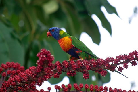 Cairns Reef And Rainforest Combo: Daintree Rainforest And The Great Barrier Reef - Accommodation Nelson Bay 4