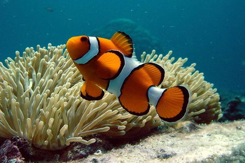 Cairns Reef And Rainforest Combo: Daintree Rainforest And The Great Barrier Reef - Accommodation Nelson Bay 8
