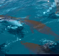 Fraser Island  Dolphin Sailing Adventure - Accommodation Nelson Bay