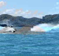 Whitsundays Whale Watching Cruise from Airlie Beach - Accommodation Nelson Bay